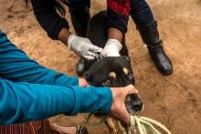 Dog vaccination in Guatemala